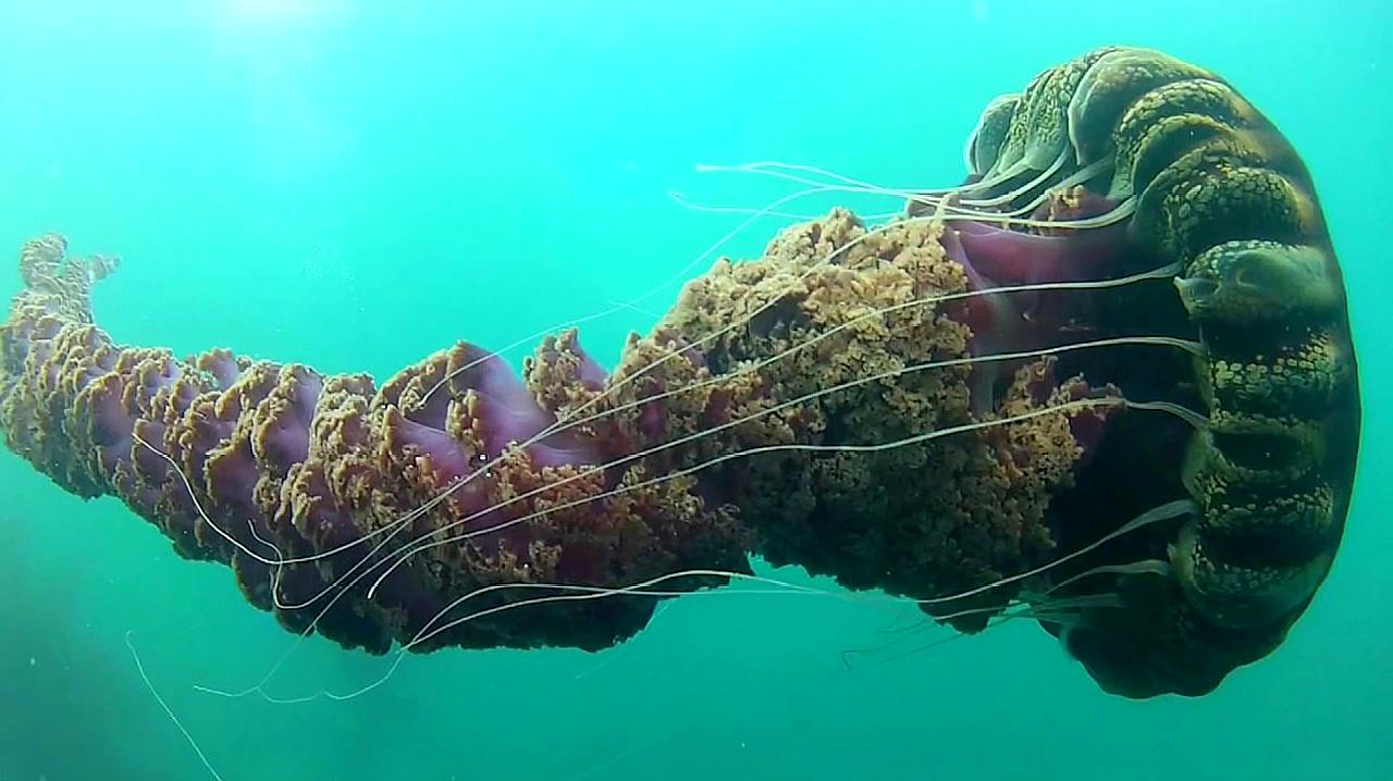 4个真正存在的最大海洋生物 爱言情