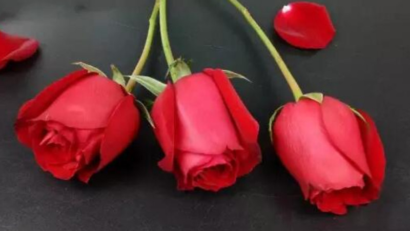 三朵玫瑰代表什么意思 爱言情
