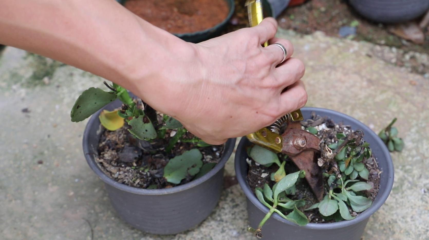 长寿花的修剪视频图片
