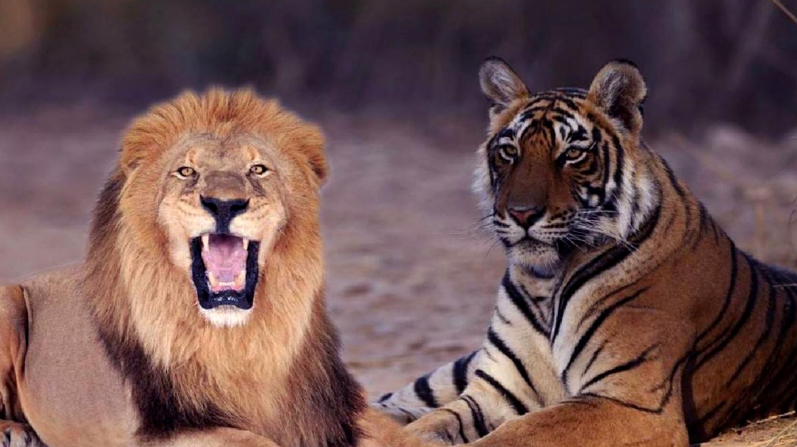老虎vs狮子哪家强 今天终于见到一场最无悬念的决斗 爱言情