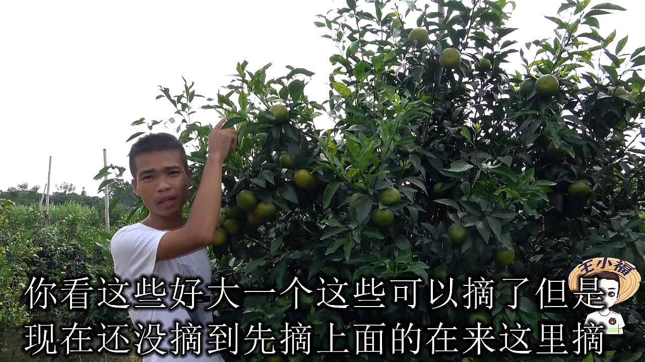 皇帝柑水果 大量上市 每天采摘1000多斤低价销售
