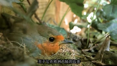 [图]知更鸟,看起来很弱小,实际上很强大