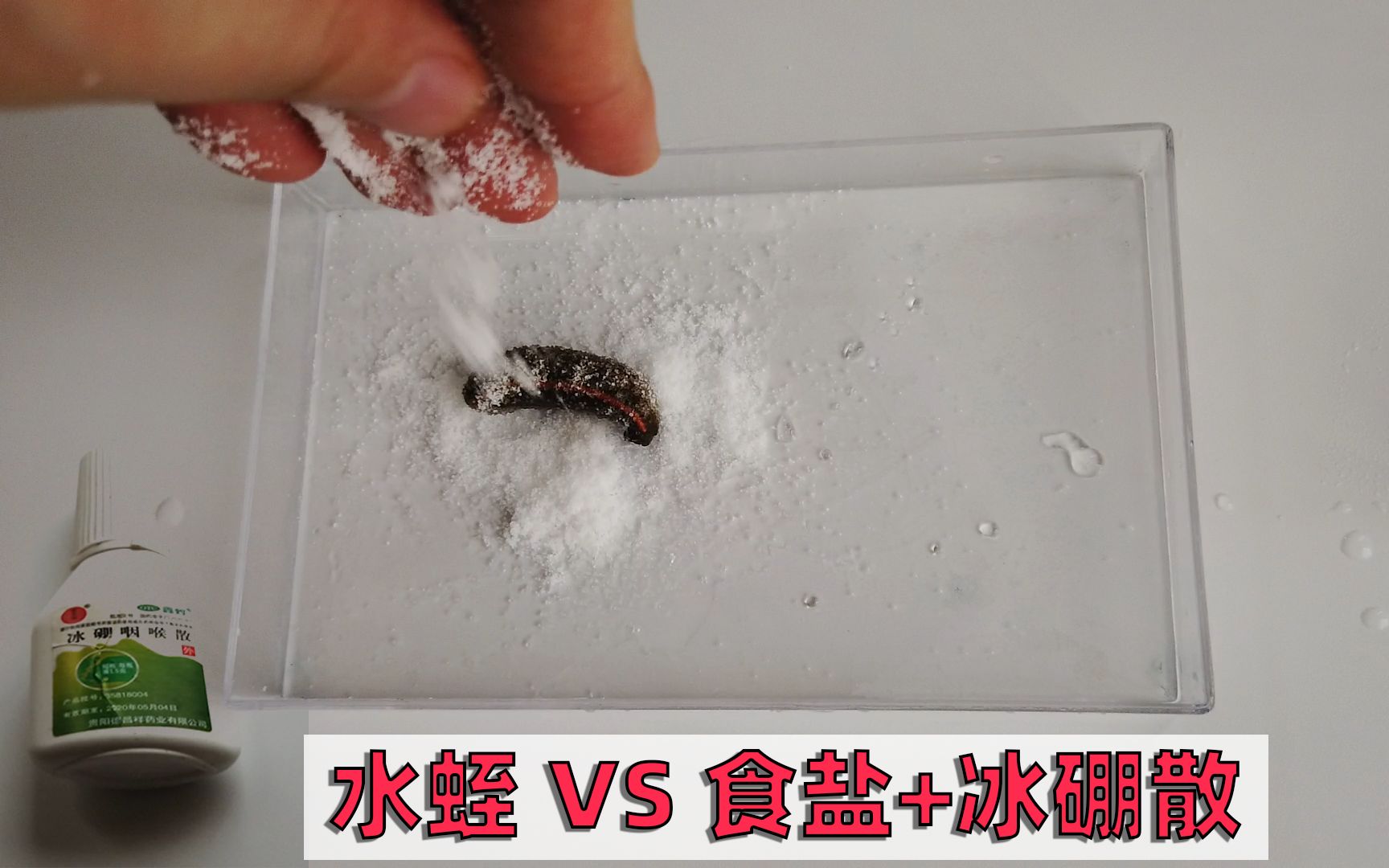 当水蛭(蚂蟥)遇到食盐和冰硼散,猜猜哪个反应会更大?