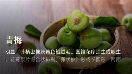 [图]让我们一起来认识下青梅