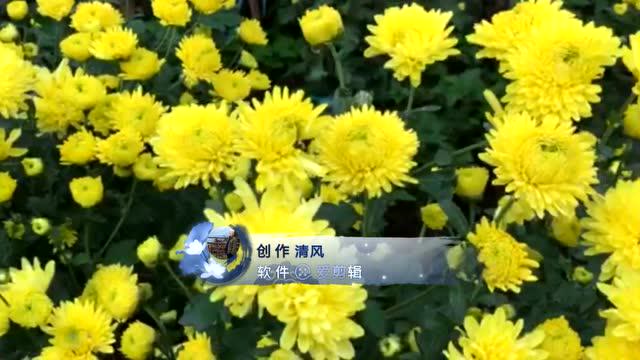 [图]菊花满山 奈何秋风寒