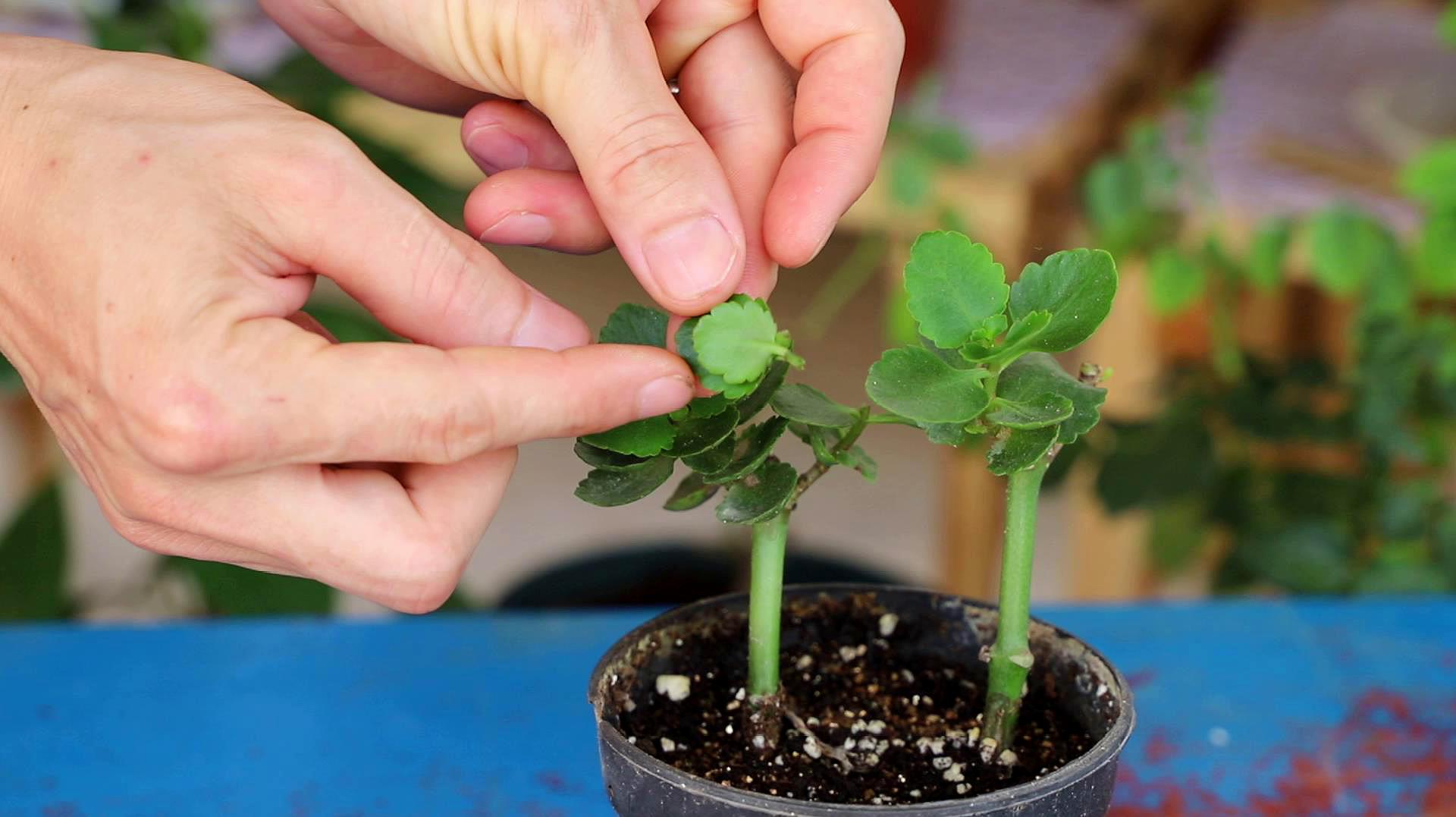 长寿花的修剪视频图片