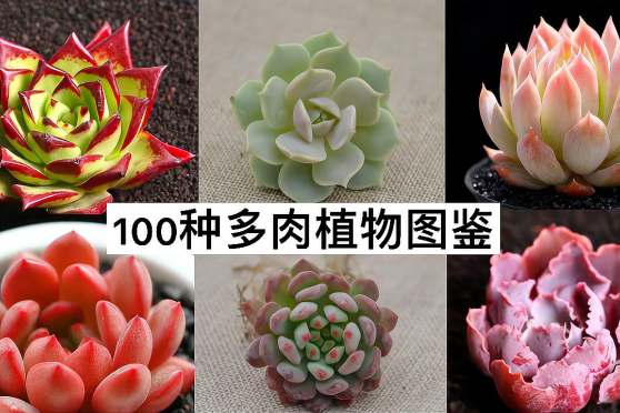 100种常见多肉植物图鉴 百度