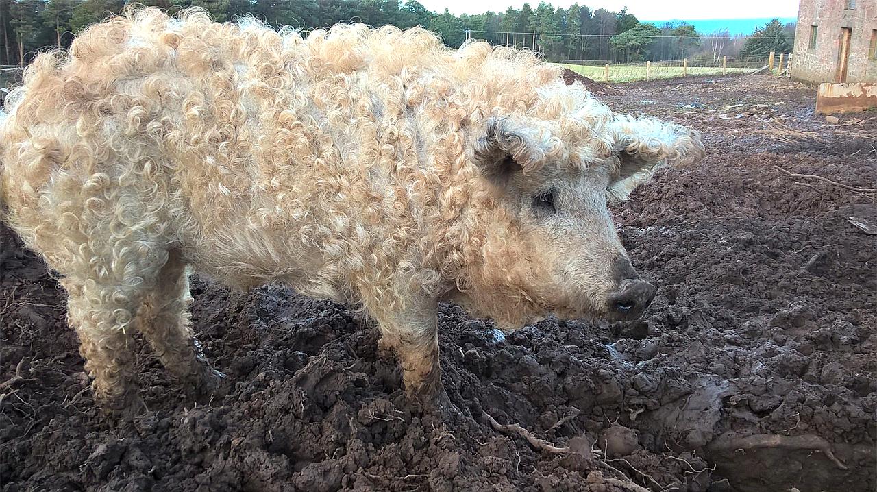 国外一小国出产奇葩猪,全身长满毛绒绒的卷毛,神似"绵羊"!