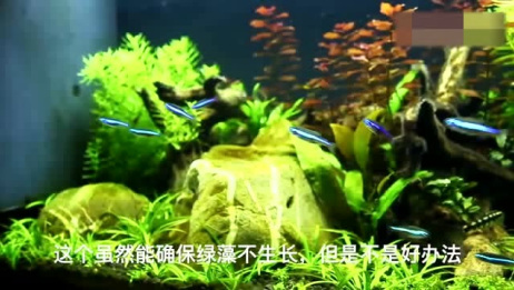 如何防止鱼缸里长绿藻 相关视频 为什么你的鱼缸里总长绿藻 饲料总是落满缸底 你该引它入缸了 爱言情