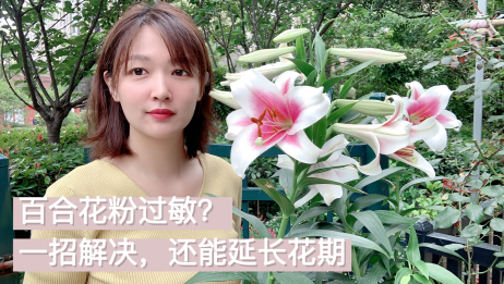 百合花粉皮肤上怎么洗掉 相关视频 百合花粉究竟有没有毒 我来告诉你 赶紧收藏了吧 爱言情 百合花粉皮肤上怎么洗掉 相关视频 百合花粉究竟有没有毒 我来告诉你 赶紧收藏了吧 爱言情