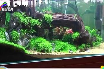 淡水贻贝能养在鱼缸吗 百度视频搜索
