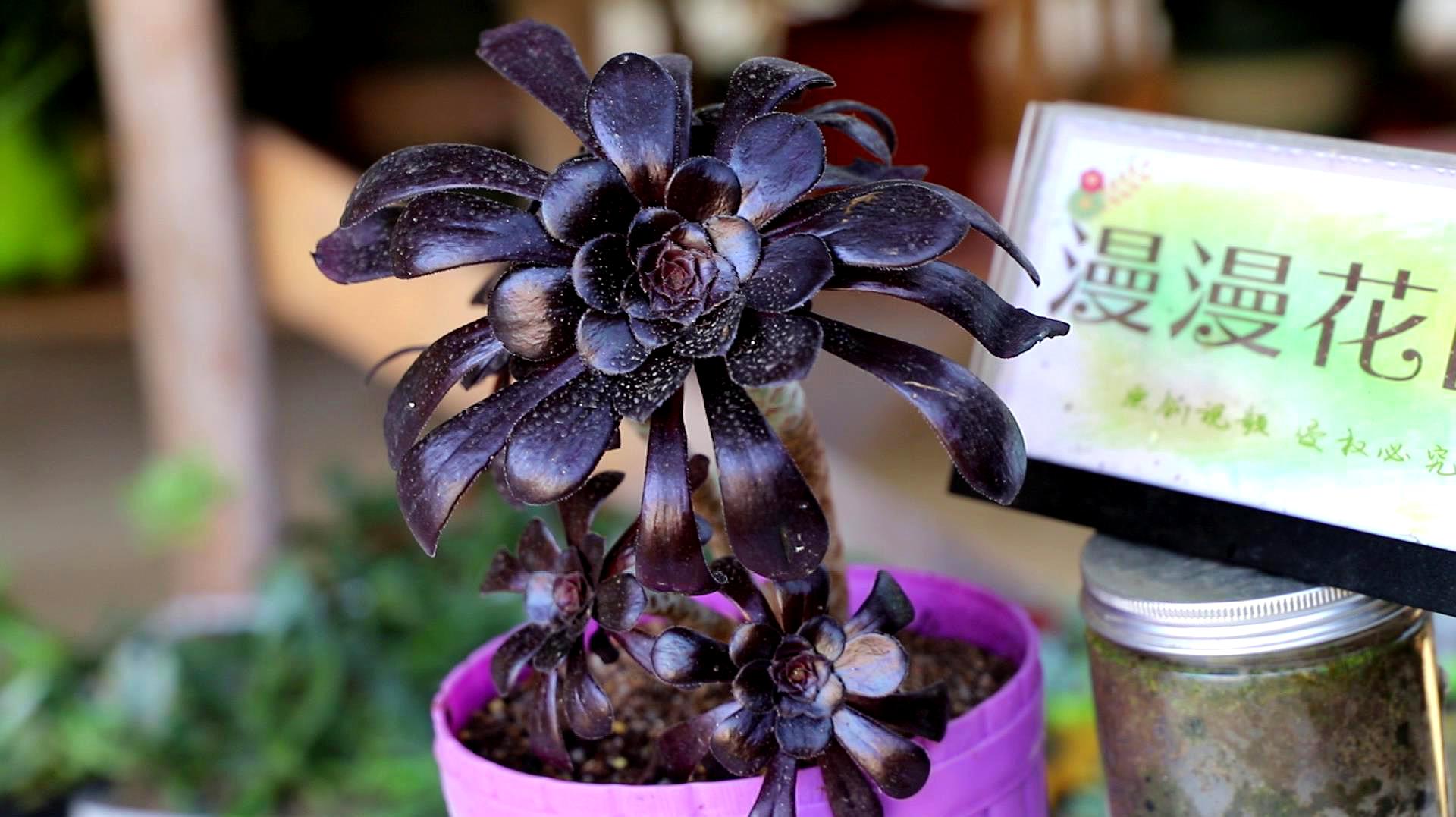 养多肉黑法师,就用这几招,长得高又壮,变成大高个儿