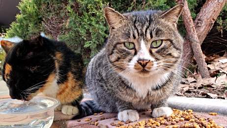 喂流浪猫 学校不给进 我晃了晃猫粮 一群流浪猫跑到门口来吃 爱言情