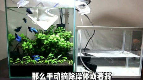 鱼缸黑毛藻怎么清除 教您几招 轻松解决 爱言情