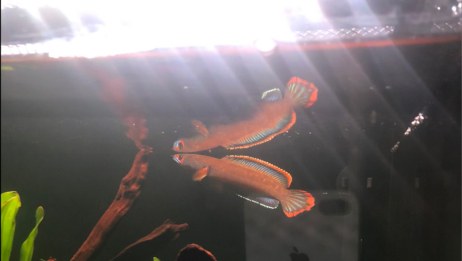 梦幻血斑雷龙能长多大 百度 梦幻血斑雷龙能长多大 百度