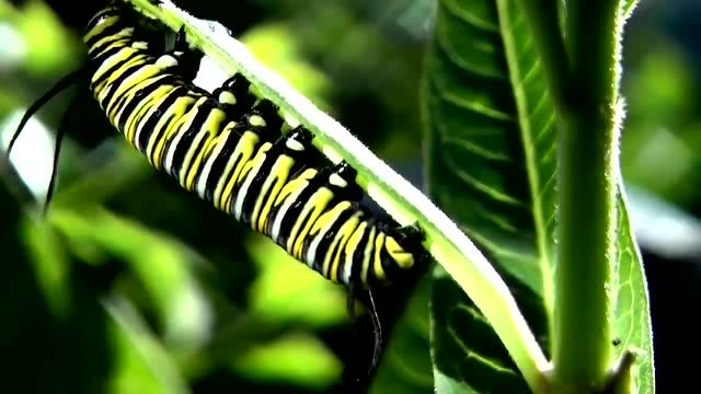 视频科普:实拍一只毛毛虫蜕变成蝶的整个过程,你看到过吗?