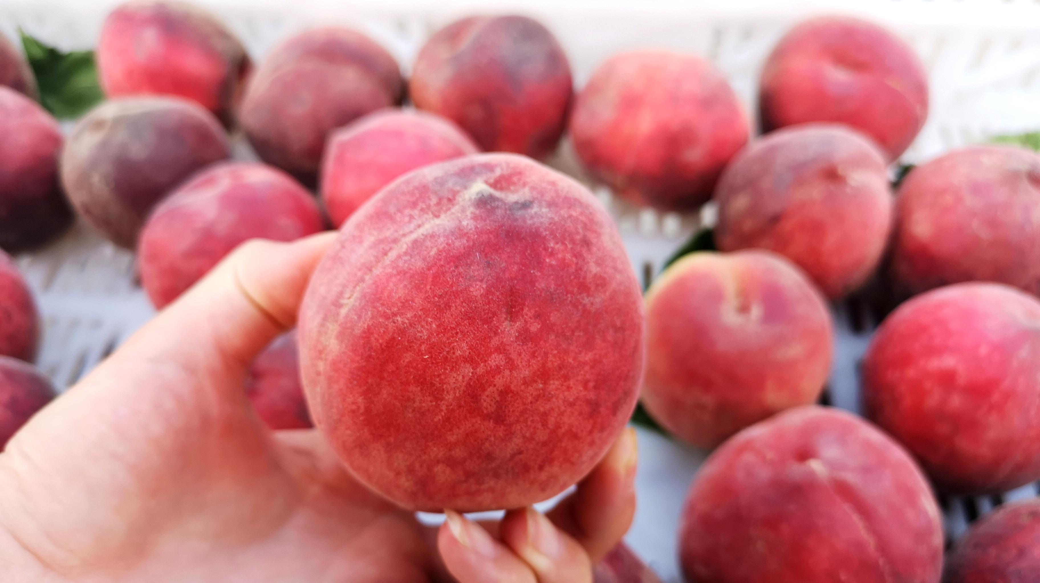 夏天别给孩子吃冰棍了,教你用桃子做道消暑美食,出锅孩子抢着吃