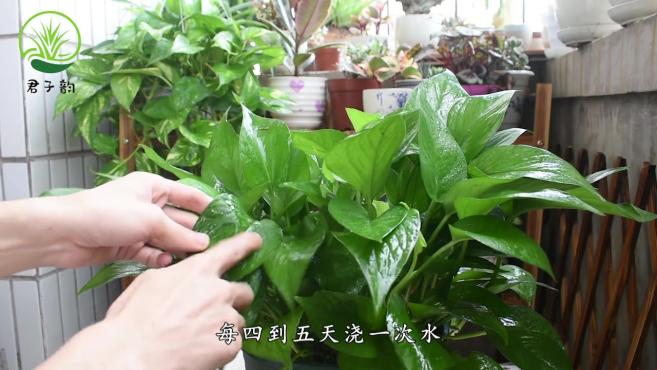 如何给夏末秋初的绿萝浇水,记住这个"口诀",叶子长得比巴掌大