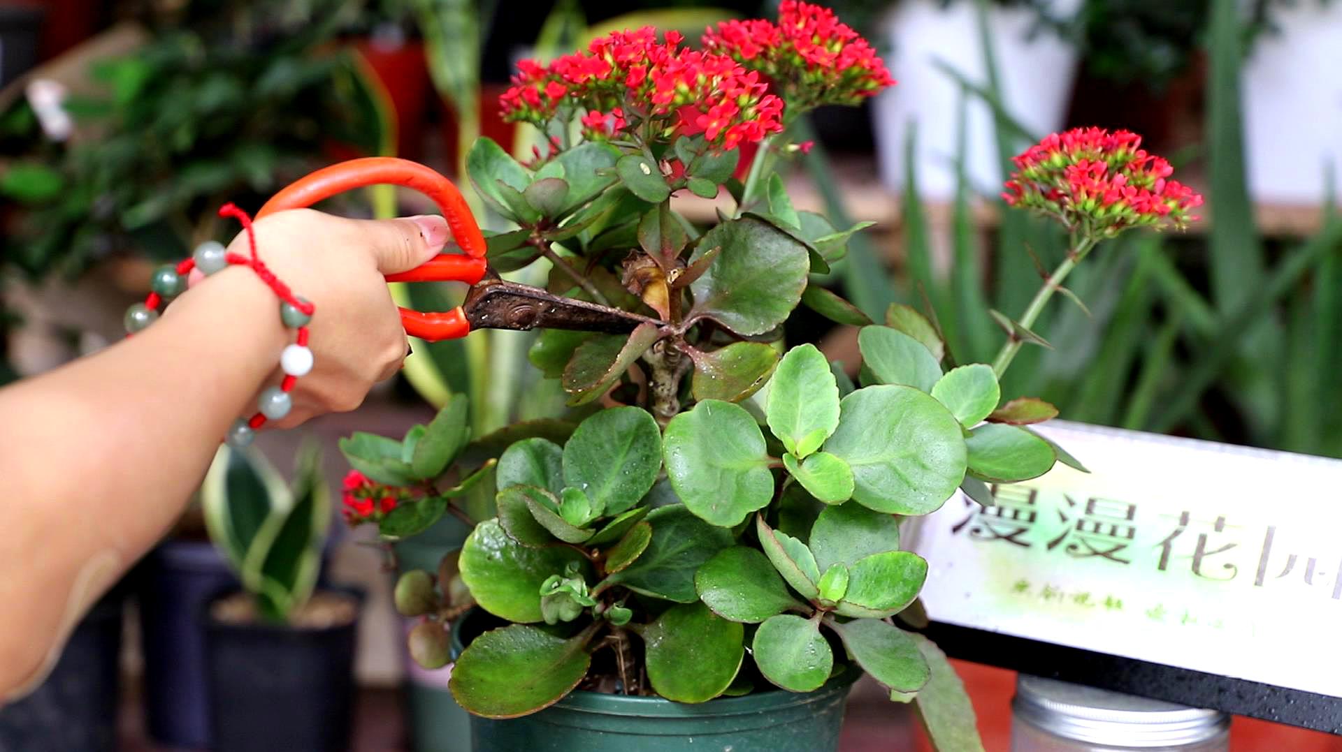 冬季的长寿花养护方法