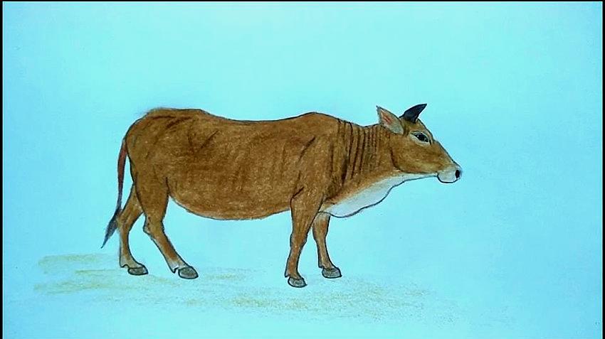 用彩铅笔画一头黄牛,简单易画,你也来画一头吧!