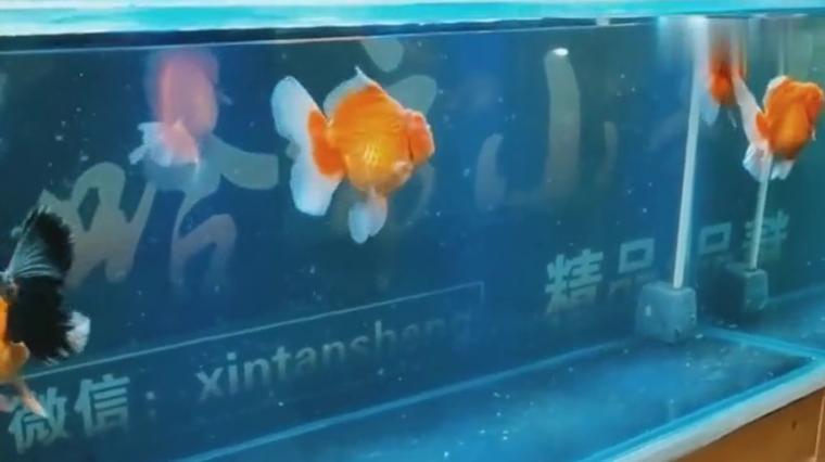 金鱼吃水面泡泡正常吗 百度 金鱼吃水面泡泡正常吗 百度