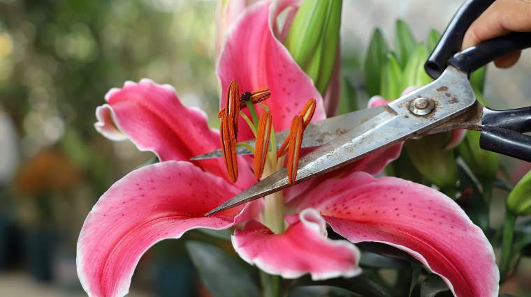 百合摘花蕊后就不香了 百度