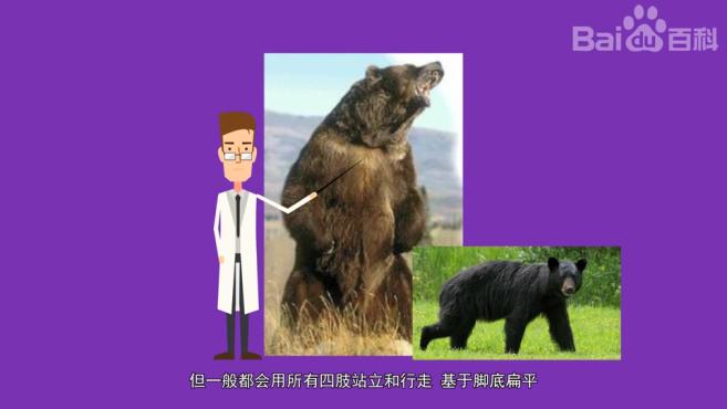 黑熊种类繁多你认识几种5个视频