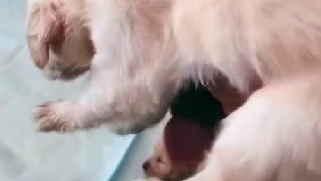 世界上不只有 液体猫 液体狗 也是存在的 相关视频 猫其实真的是液体吧 爱言情