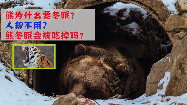 熊怎么冬眠 百度