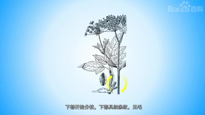 黑龙江伞形科前胡属植物有哪些