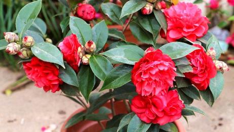 鲜花插到花瓶里 这样做可以更持久 爱言情