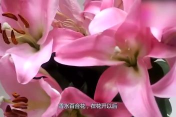 百合颜色种类 百度视频搜索 百合颜色种类 百度视频搜索
