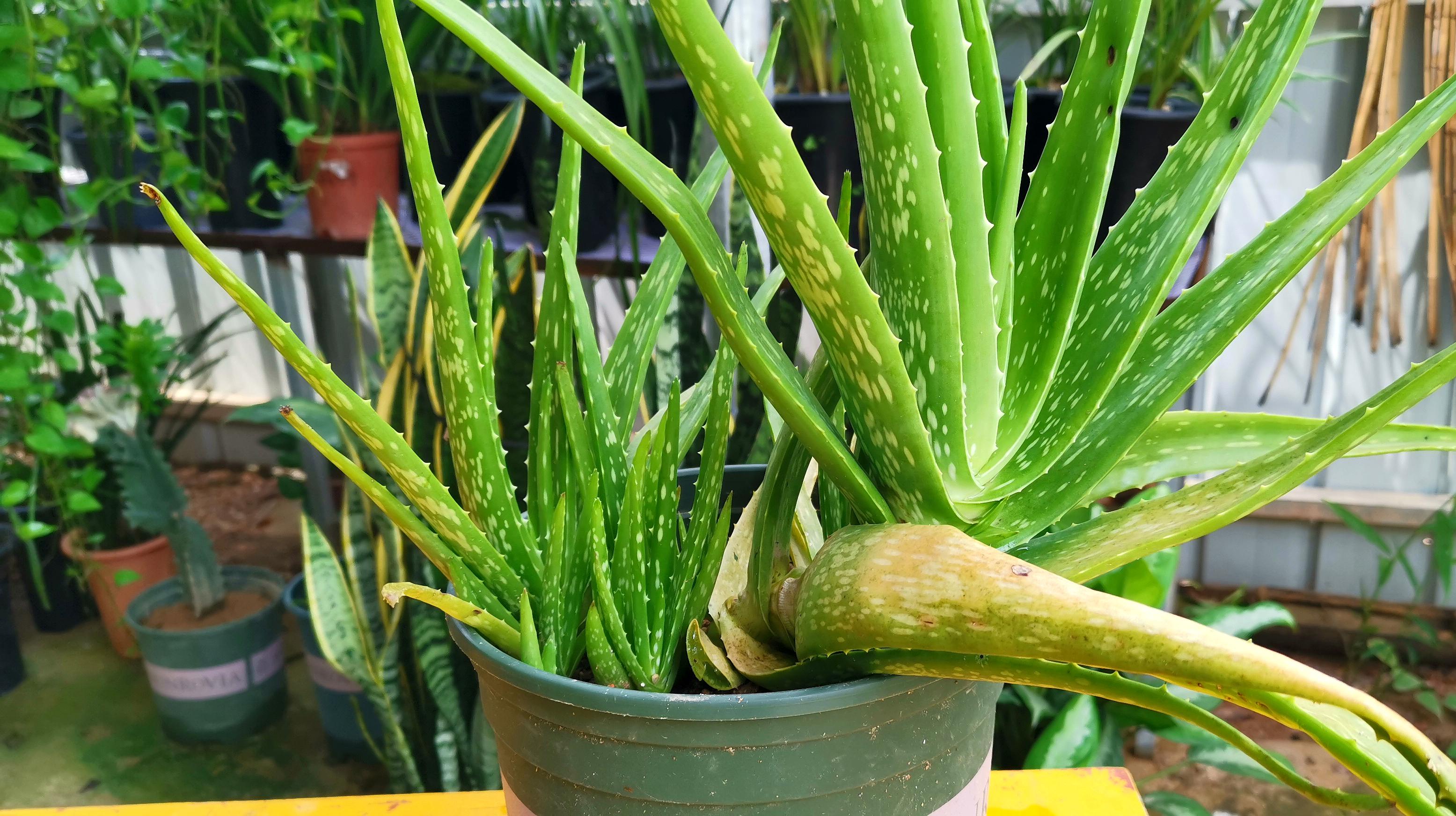 来源:好看视频-给芦荟施肥,有机是关键,"2物"轮流用,叶子更肥厚 4芦荟