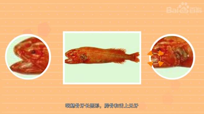 原来红刺鲸长这样