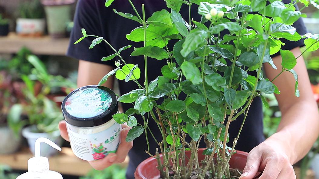 盆栽茉莉的養殖方法和注意事項(盆栽茉莉的養殖方法和注意事項梔子花)