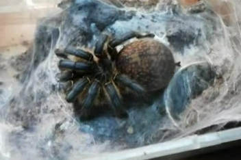 怀孕小蜘蛛大肚 百度视频搜索