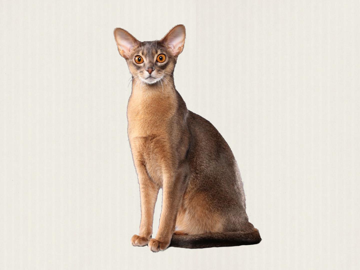 快速了解阿比西尼亚猫