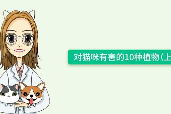 哪些花对猫是无毒的 百度
