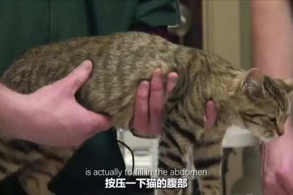 猫膀胱位置怎么摸 百度