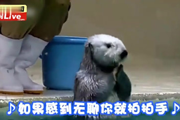 海豹拍手表情包gif 百度视频搜索