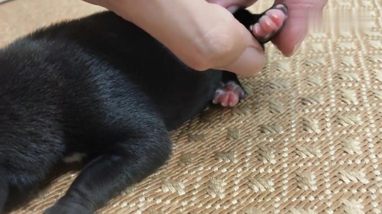 狼爪与狗爪的区别图片 百度