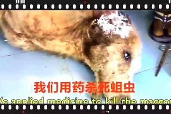 半个脑袋都是蛆虫视频 百度