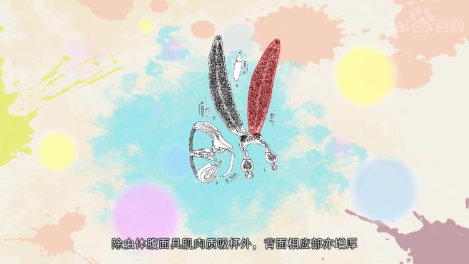 带你认识不同种类的双身虫