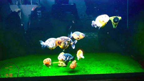 用玻璃鱼缸养兰寿金鱼 千万别选错了鱼缸背景贴纸的颜色 爱言情 用玻璃鱼缸养兰寿金鱼 千万别选错了鱼缸背景贴纸的颜色 爱言情