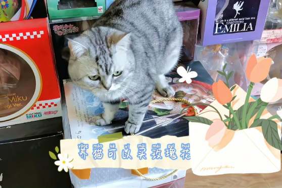 哪些花对猫是无毒的 百度