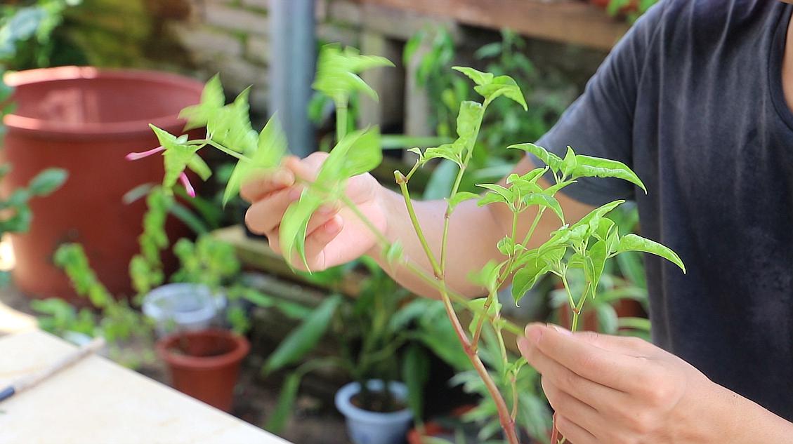 四季都可以种植的植物(四季都可以种植的植物图片)