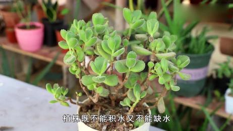 多肉叶片出现褶皱 可能是出现这两种情况了 爱言情 爱生活爱言情