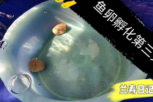 金鱼卵孵化后几天换水 百度