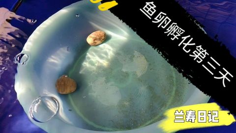 金鱼孵化鱼卵第三天是这个状态小鱼苗很快就要出来了 金鱼孵化鱼卵第三天是这个状态小鱼苗很快就要出来了