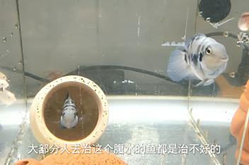 鱼腹水自愈 百度视频搜索